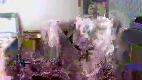 Snapshot of giann005 chatting on 03.24.26 giann005 online show from 03.24.26