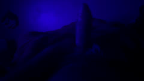 hextor70 online show from 03.22.26