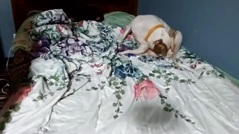 Snapshot of hippiesoul204 chatting on 02.15.25 hippiesoul204 online show from 02.15.25