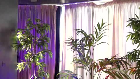 Anais online show from 09.21.25