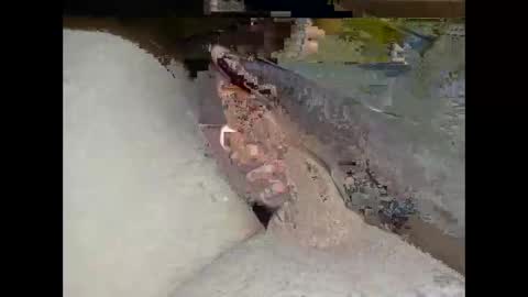 Snapshot of hung_mac0 chatting on 02.25.26 hung_mac0 online show from 02.25.26