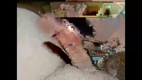 Snapshot of hung_mac0 chatting on 03.19.26 hung_mac0 online show from 03.19.26