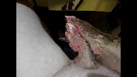 hung_mac0 online show from 04.27.26