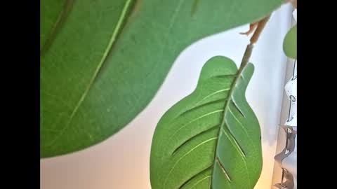 Snapshot of isabellacloverlove chatting on 10.23.25 Isabella online show from 10.23.25