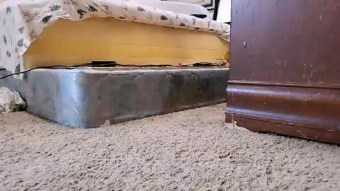 Bootyshows online show from 09.09.25