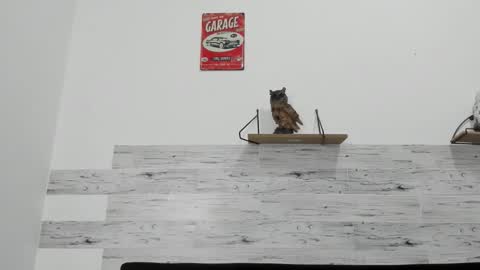 Snapshot of jaycreedd chatting on 11.12.25 Jaycreedd online show from 11.12.25