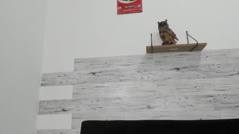 Snapshot of jaycreedd chatting on 11.26.25 Jaycreedd online show from 11.26.25