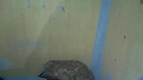 Snapshot of jillian_fuckdoll chatting on 12.22.25 jillian_fuckdoll online show from 12.22.25