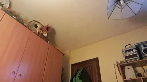 Snapshot of juanka85564456 chatting on 01.29.25 juanka85564456 online show from 01.29.25