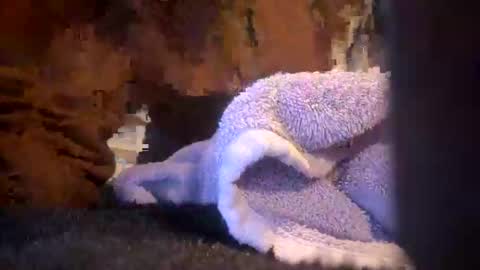 Snapshot of juish5521 chatting on 03.06.25 Juish5521 online show from 03.06.25