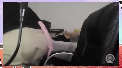 Snapshot of kittykay86 chatting on 12.16.25 Bella Blue BBW online show from 12.16.25