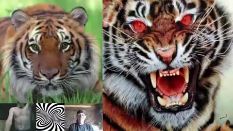 kodiakpm1 online show from 11.16.25