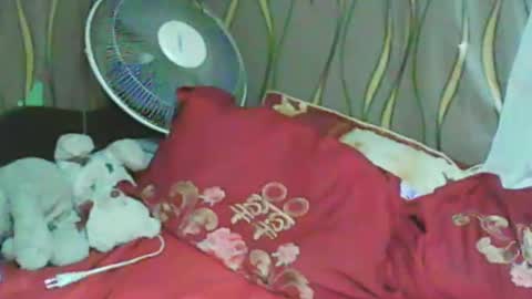 LadyXSnakes online show from 01.11.25