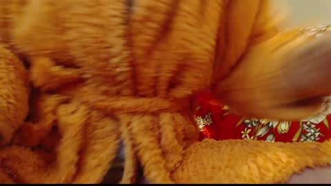 laralhotr online show from 01.14.25