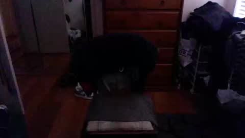 Pussylicker online show from 02.23.25