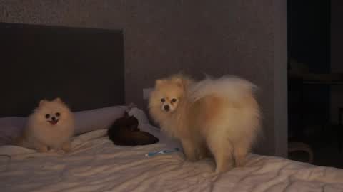 Linda online show from 05.05.26