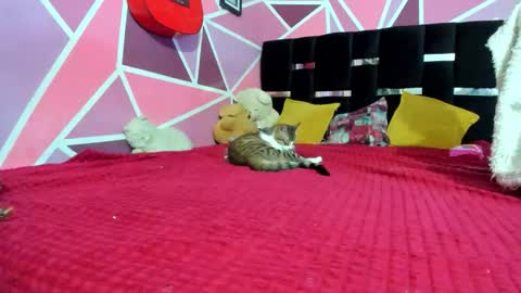 Snapshot of littledoll__ chatting on 12.20.25 --- Onlyfans Free -- online show from 12.20.25