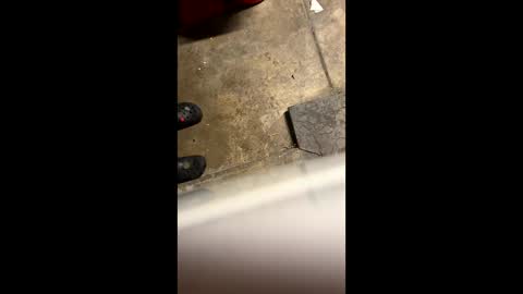 Little Tj online show from 05.25.26