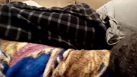 looking4bush online show from 12.01.24