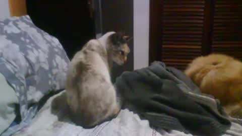 Snapshot of lucasgody chatting on 10.19.25 lucas online show from 10.19.25