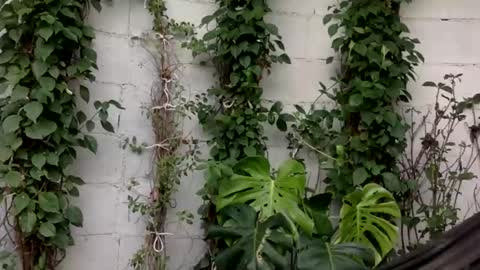 Jordana online show from 08.05.26