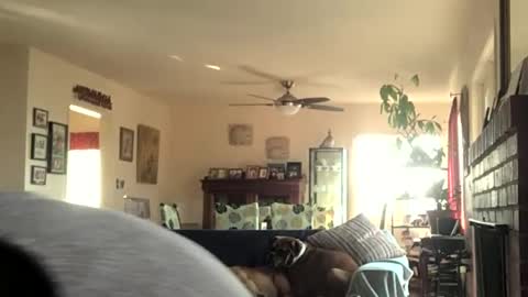 Monkee Dance online show from 12.11.24