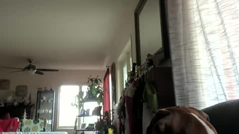 Monkee Dance online show from 12.29.24