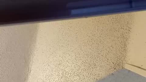 melissa online show from 03.02.26