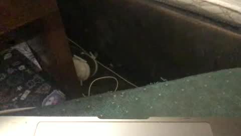 Tara Jane online show from 01.11.26