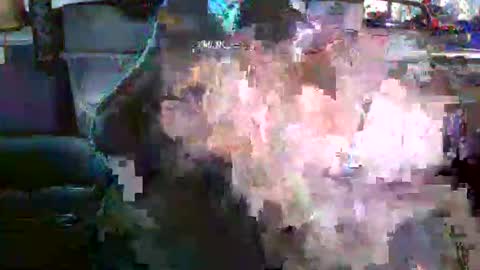 Snapshot of nicholaastavrou1977066464511s chatting on 12.19.25 nick stavrou online show from 12.19.25