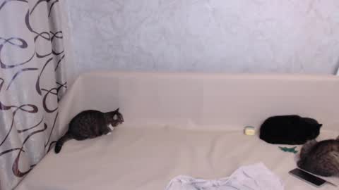 Olivia online show from 11.03.25