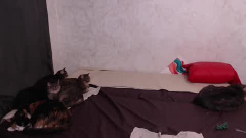 Olivia online show from 02.04.26