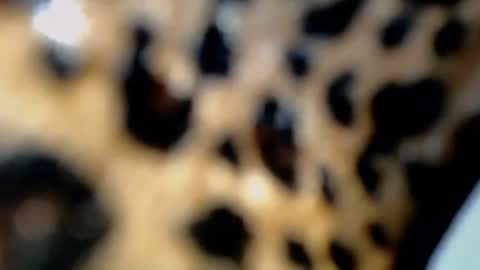 Snapshot of raze_fuckzx chatting on 02.04.26 cindy online show from 02.04.26