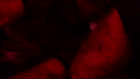 renuetto online show from 10.13.25