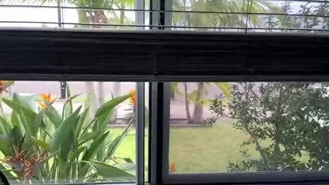 House to myself boss me around  online show from 03.05.25