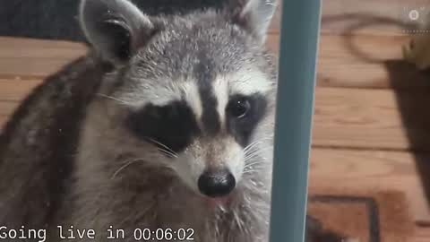 Ryan aka KeylimeRy online show from 11.19.25