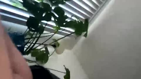 Snapshot of rula___1 chatting on 02.04.26 rula___1 online show from 02.04.26