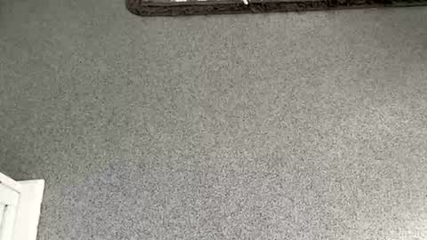 scottyc48 online show from 11.08.25