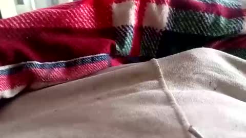 scotycar0408 online show from 03.16.26