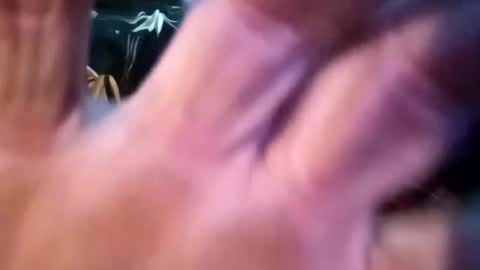 Shamroc online show from 02.25.25