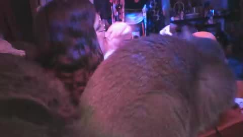 Siofra online show from 03.06.25