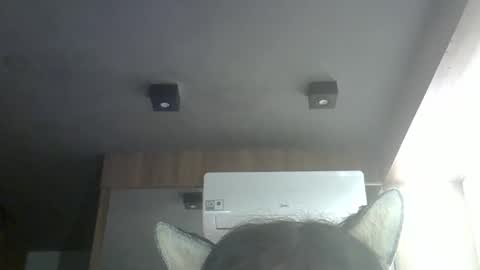 skinnykittencam online show from 05.16.26