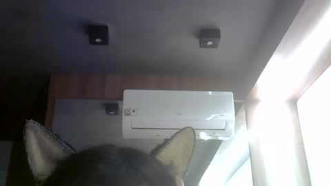 skinnykittencam online show from 08.04.26