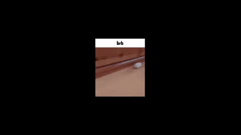 Gus online show from 05.02.26