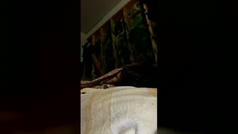 Snapshot of sohan730903 chatting on 03.16.26 sohan730903 online show from 03.16.26