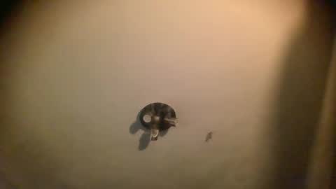 Snapshot of splinters18 chatting on 01.25.25 watch me cum online show from 01.25.25