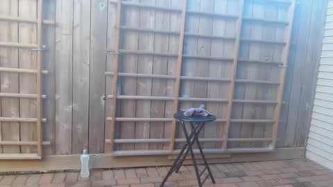 Snapshot of srtxshow chatting on 12.19.24 srtxshow online show from 12.19.24