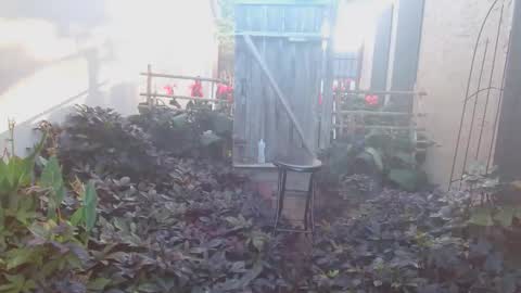 Snapshot of srtxshow chatting on 10.18.25 srtxshow online show from 10.18.25