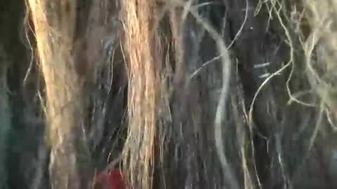 Snapshot of starjewelsxo12 chatting on 03.06.26 starjewelsxo12 online show from 03.06.26