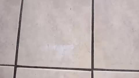 Snapshot of tall6feet7inch chatting on 10.02.25 tall6feet7inch online show from 10.02.25